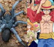 A split image of a Damarchus species spider (left) and a poster of One Piece characters (Right).