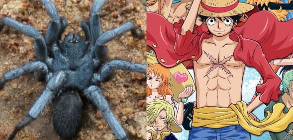 A split image of a Damarchus species spider (left) and a poster of One Piece characters (Right).