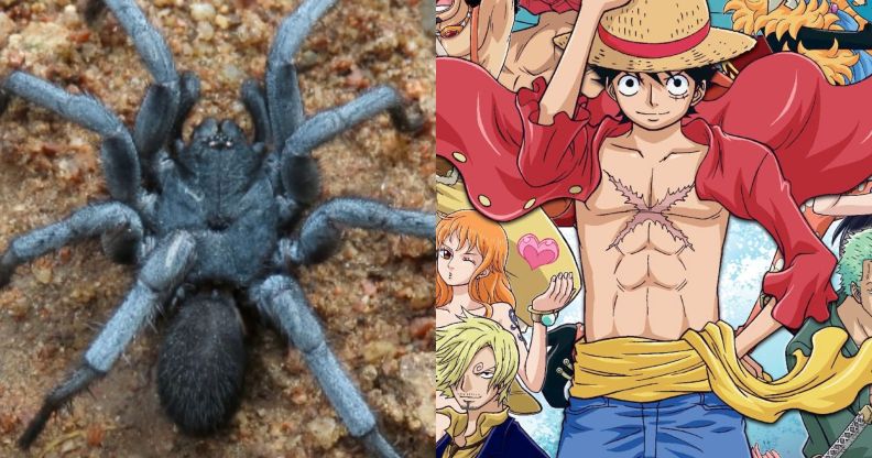 A split image of a Damarchus species spider (left) and a poster of One Piece characters (Right).