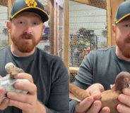 All three pigeons are now raising chicks as a throuple. (TikTok/@thecottonwoodfarm1)