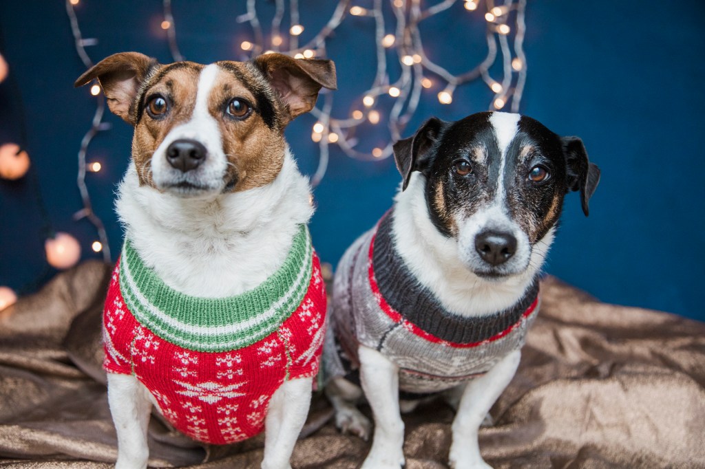 Dogs wearing Christmas jumpers