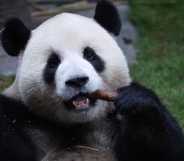 A giant panda eats at Chongqing Zoo in China.