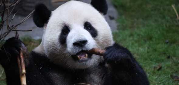 A giant panda eats at Chongqing Zoo in China.
