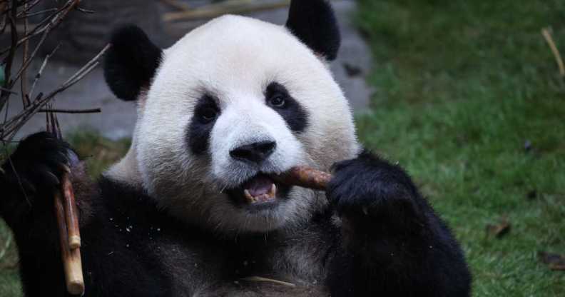 A giant panda eats at Chongqing Zoo in China.