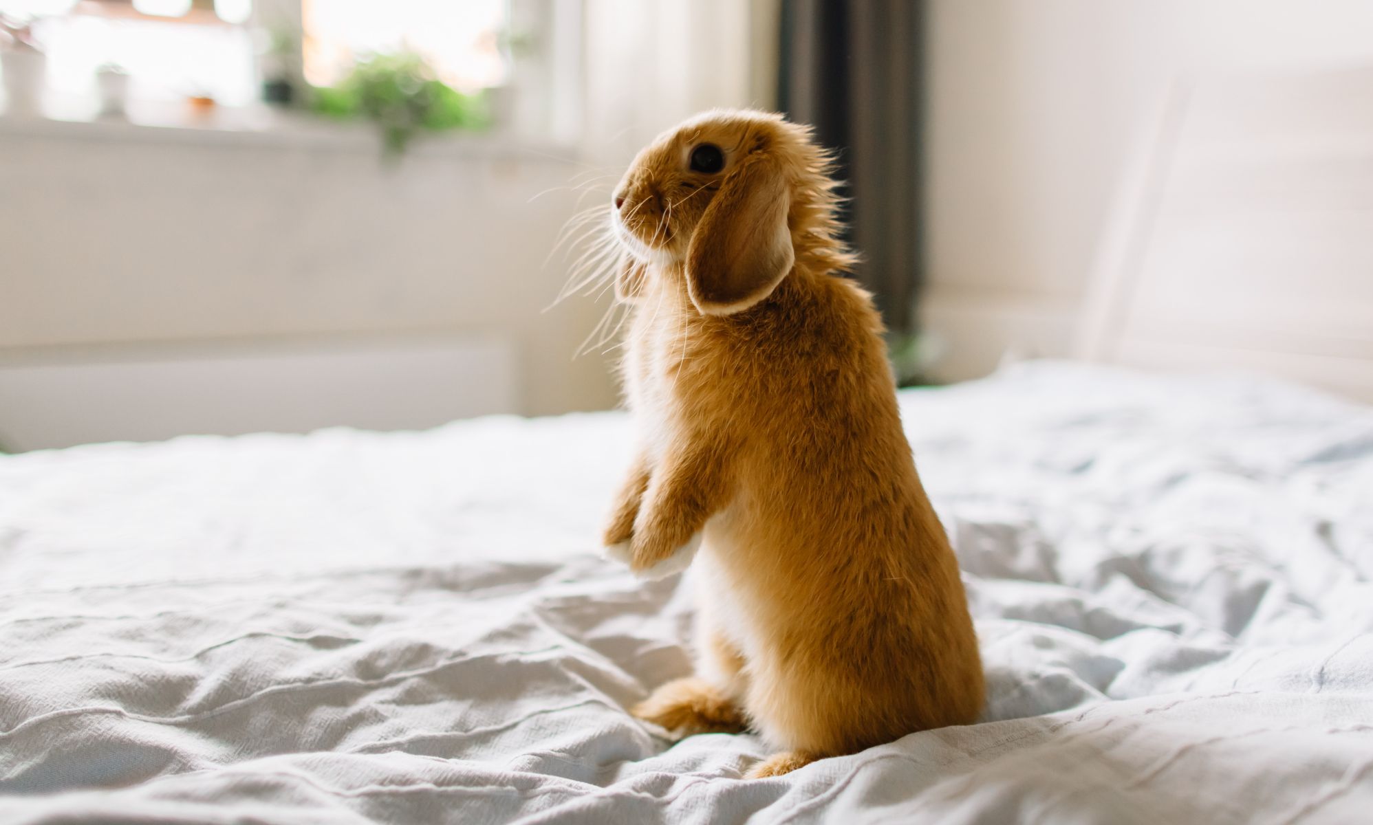 The internet is smitten over this intersex rabbit