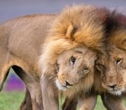 homosexuality in animals