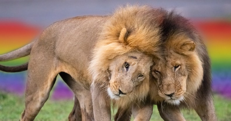 homosexuality in animals