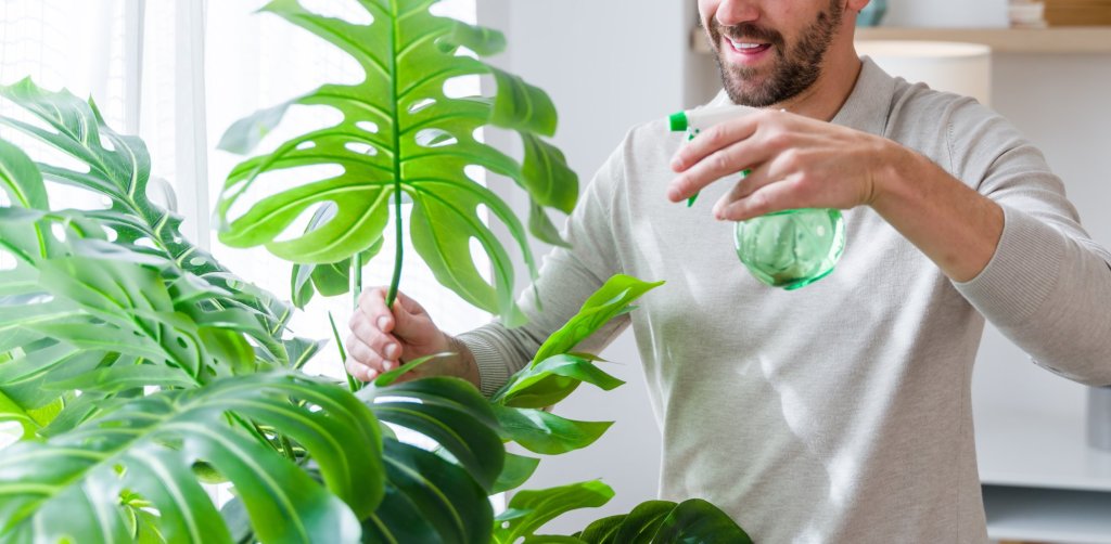 Young adult man spraying water on his monstera plant leaves in a bright living room