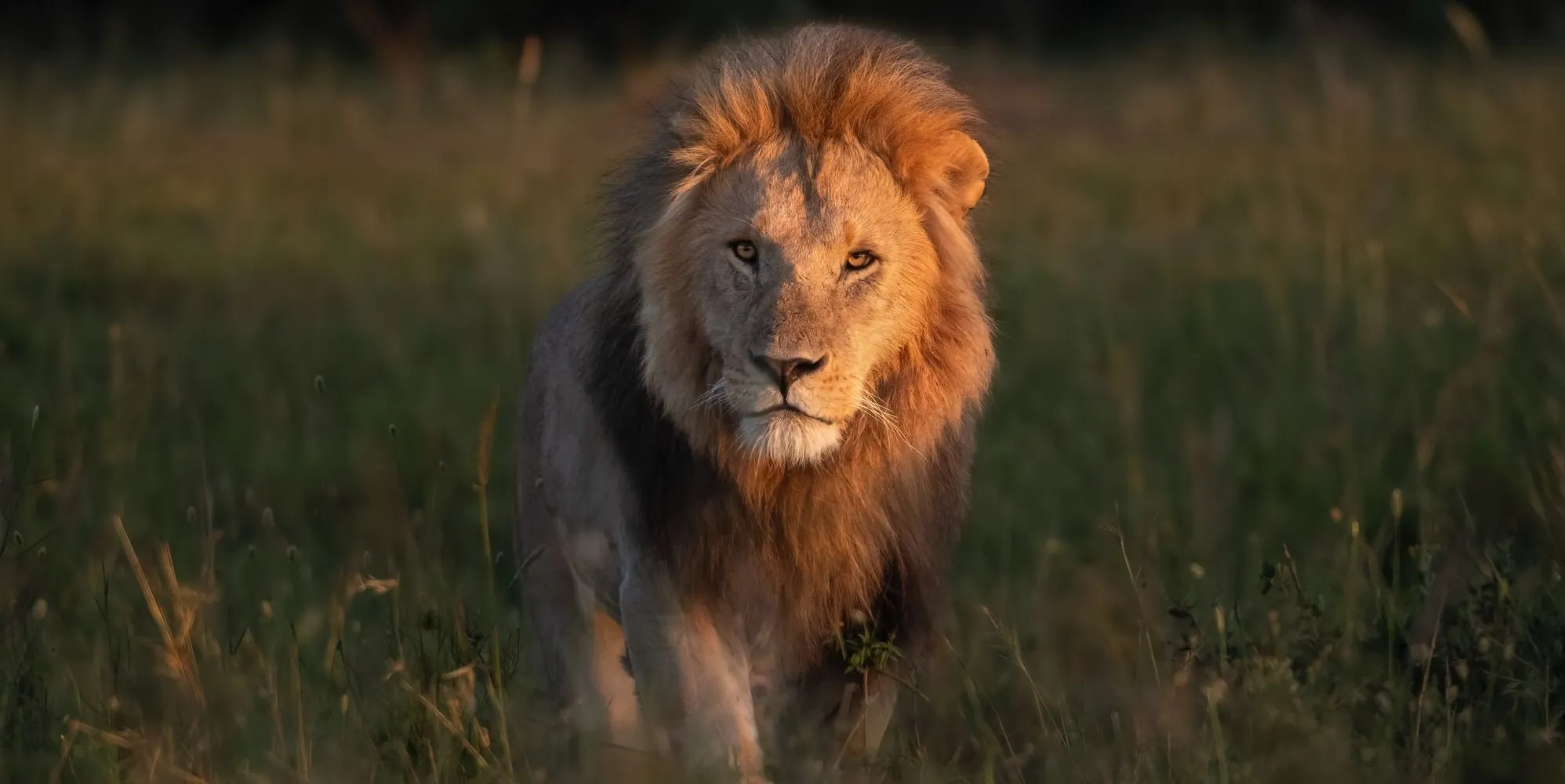 a male lion